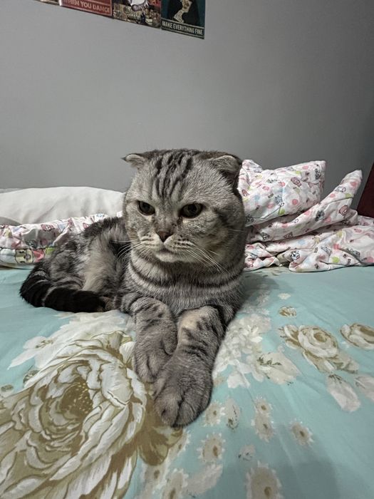 Вязка кот ищем девочку