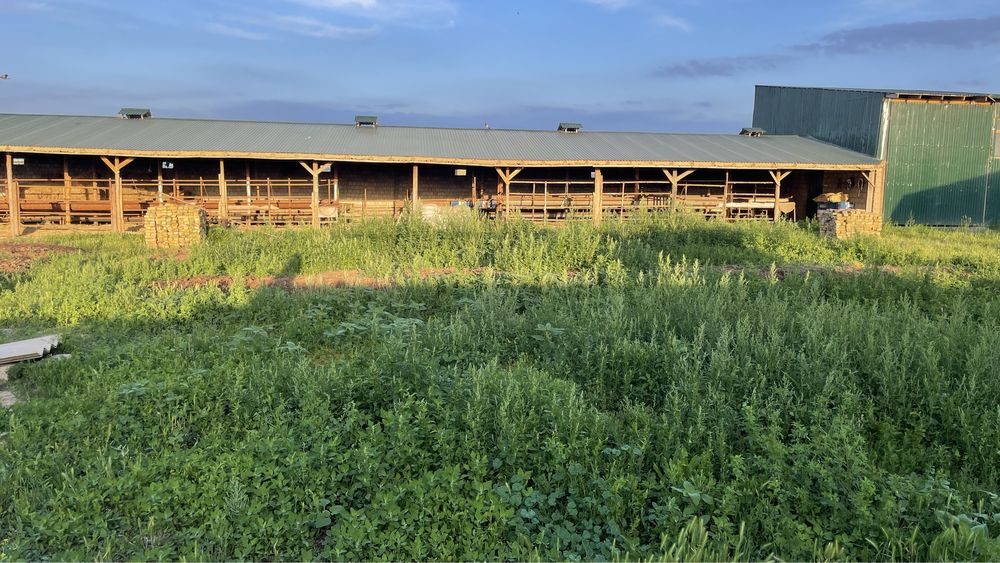 Навоз на Кайнар булаке