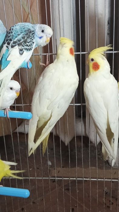 Кореллы молодые и взрослые