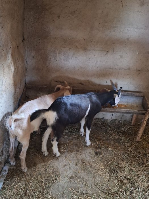 Tapi de vânzare prăsilă