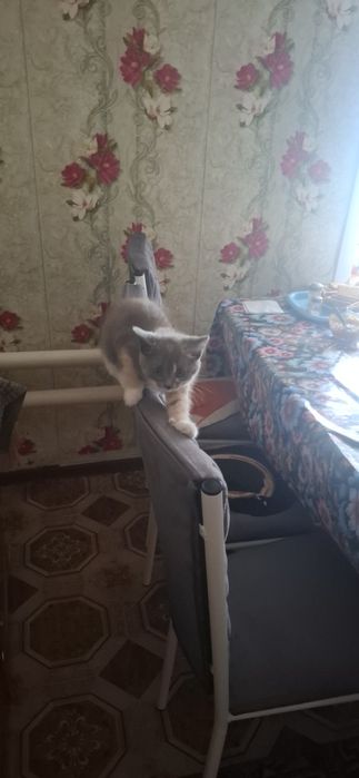 Отдам котёнка в добрые руки.