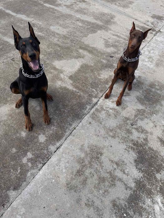 Доберман женски.