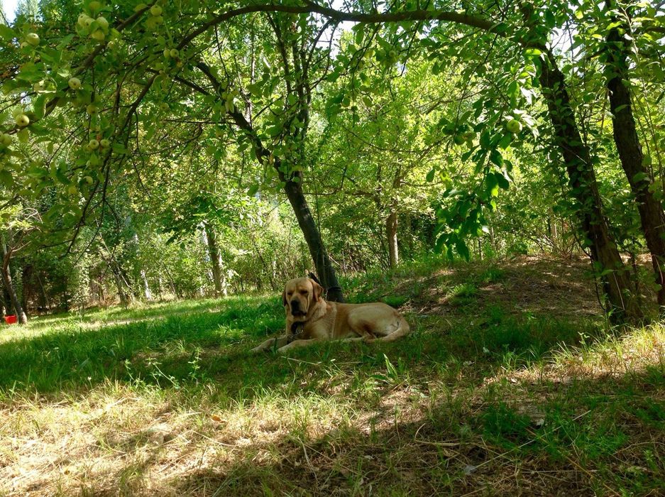 Для вязки кабель Ламбрадор