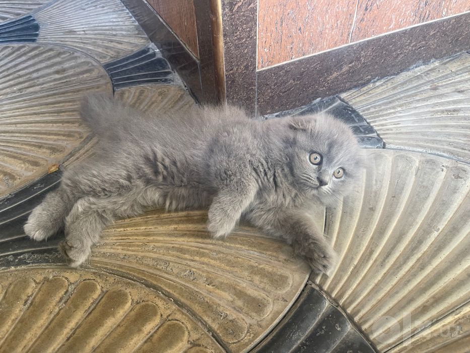 Кот чистопородный