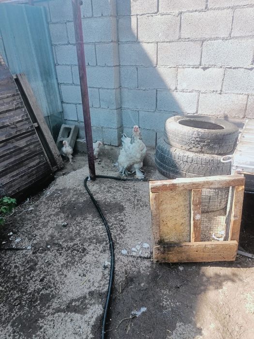 Продам дамашних курей брама