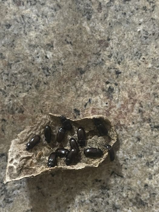 Продам жук знахарь Чернотелка