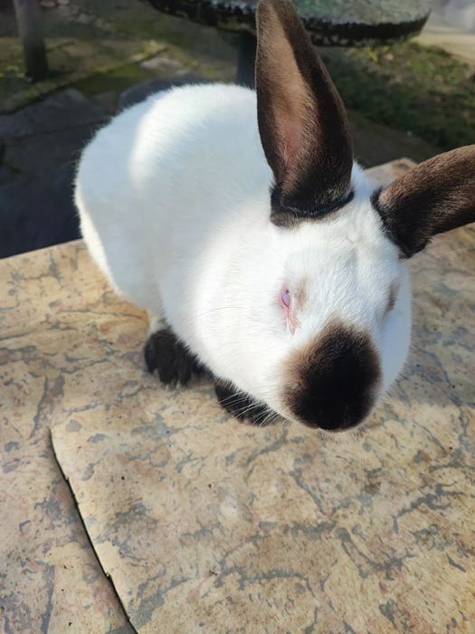 Продавам зайци и заешко месо