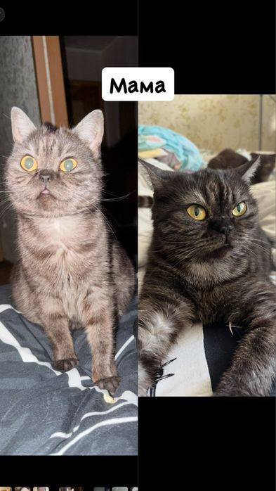 Продам британских котят