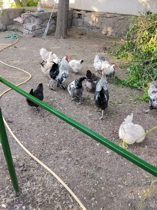 Продам петухов.        .