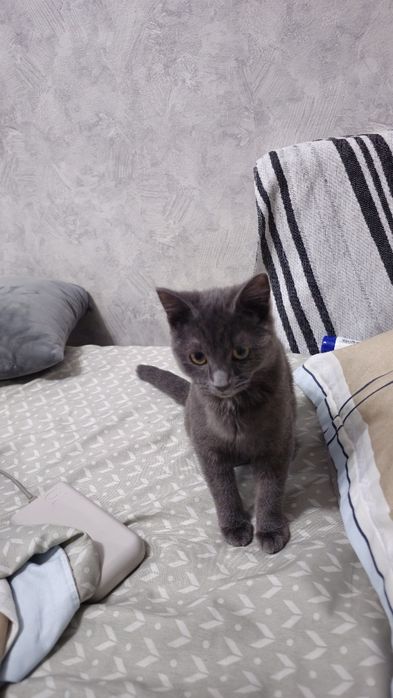 Отдам кошечку в добрые руки