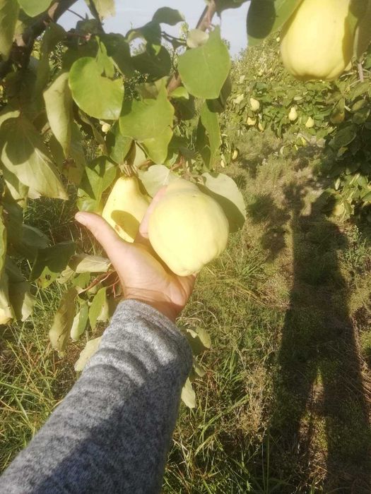 Продавам български дюли