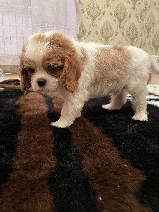 Щенки немецаой овчарки