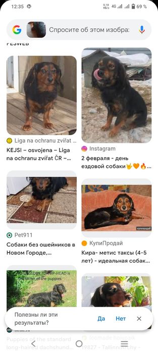 Отдам щенков в добрые руки