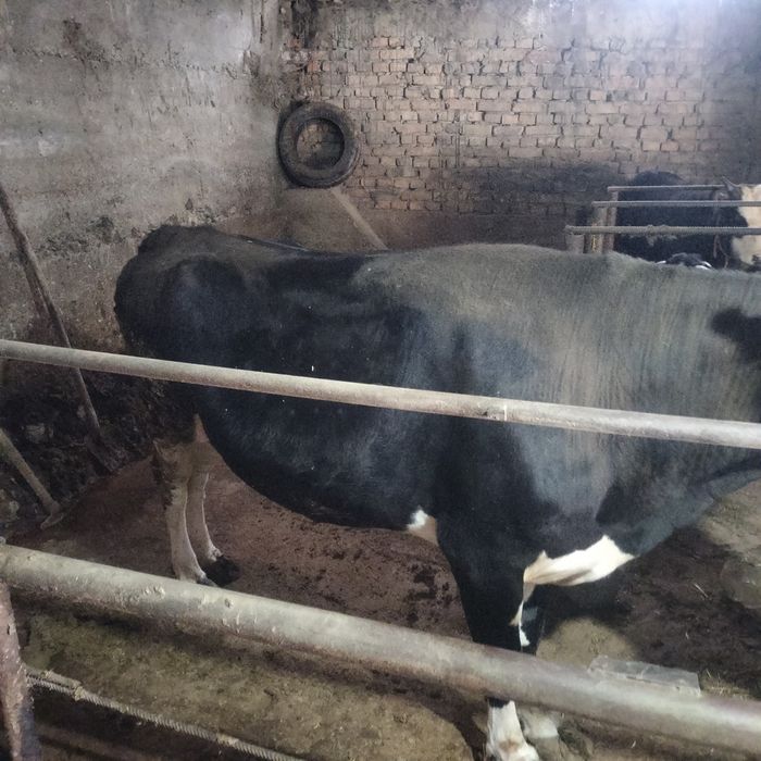 Продаю срочно Корова и теленок