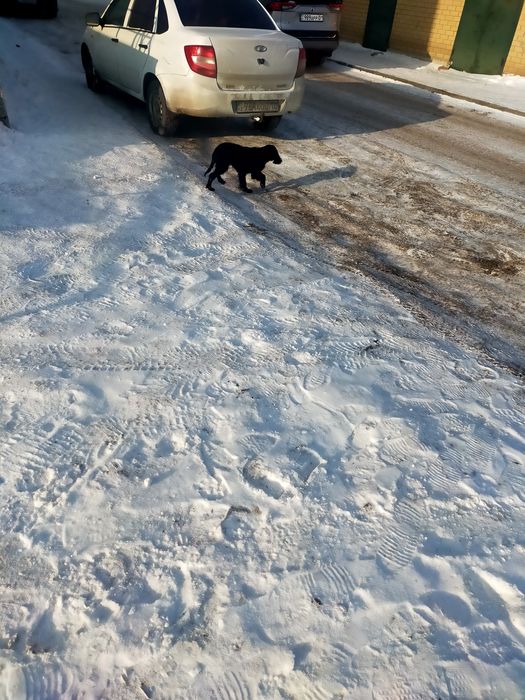 Найдена собака в районе 58 школы