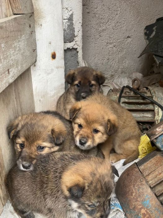 Donez cățeluși găsiți abandonați