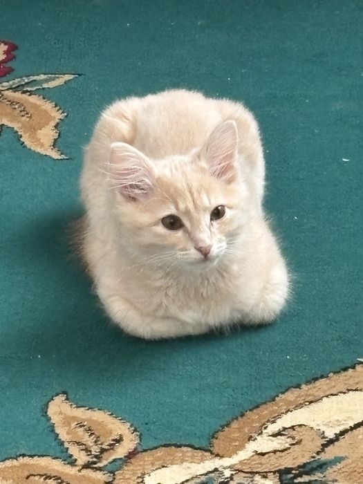 Отдам в добрые руки кошку