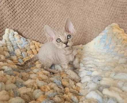 девон рекс момче и момиче