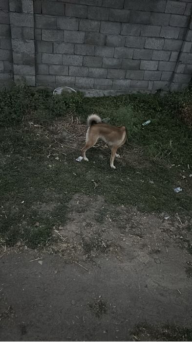 Кобел лайка щенок годавалы
