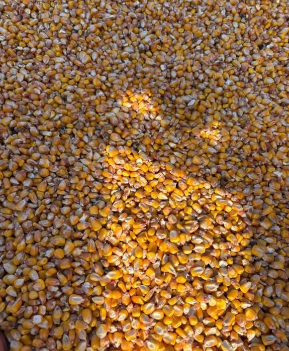 Porumb Dekalb 10 tone