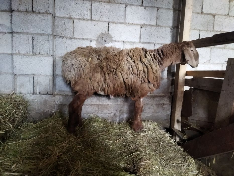 Тоқты қошқар сатылады