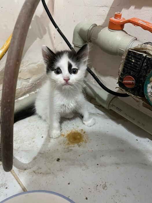 Котята бесплатно