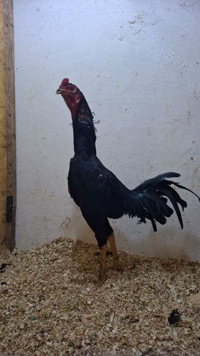 Продам петуха дакана
