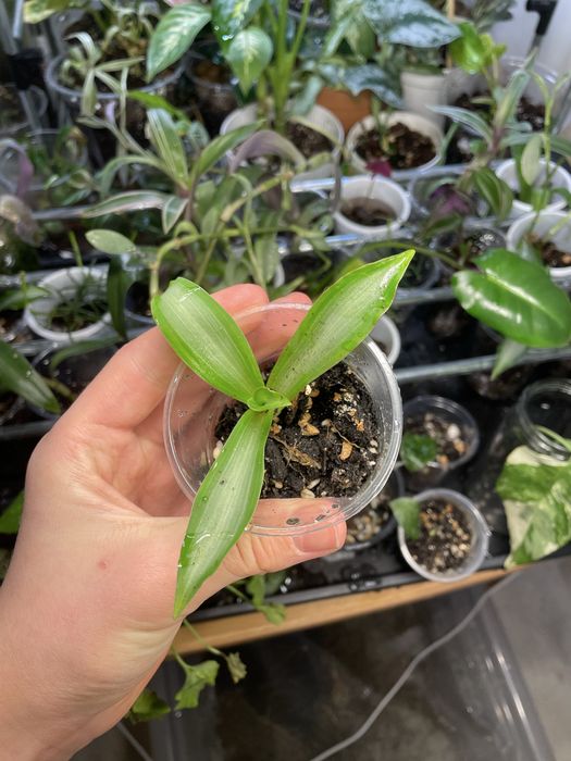 Комнатные растения