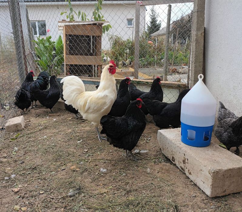 Vând oua de incubat