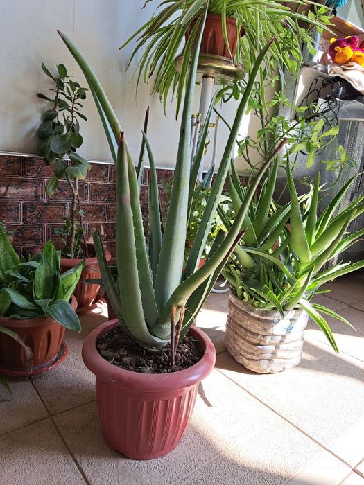 Aloe Kup yillik Dorivor
