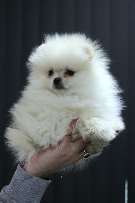 Померан мини мъжко и женско