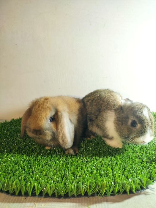 Fransuzkiy Baran bolalari 1oylik