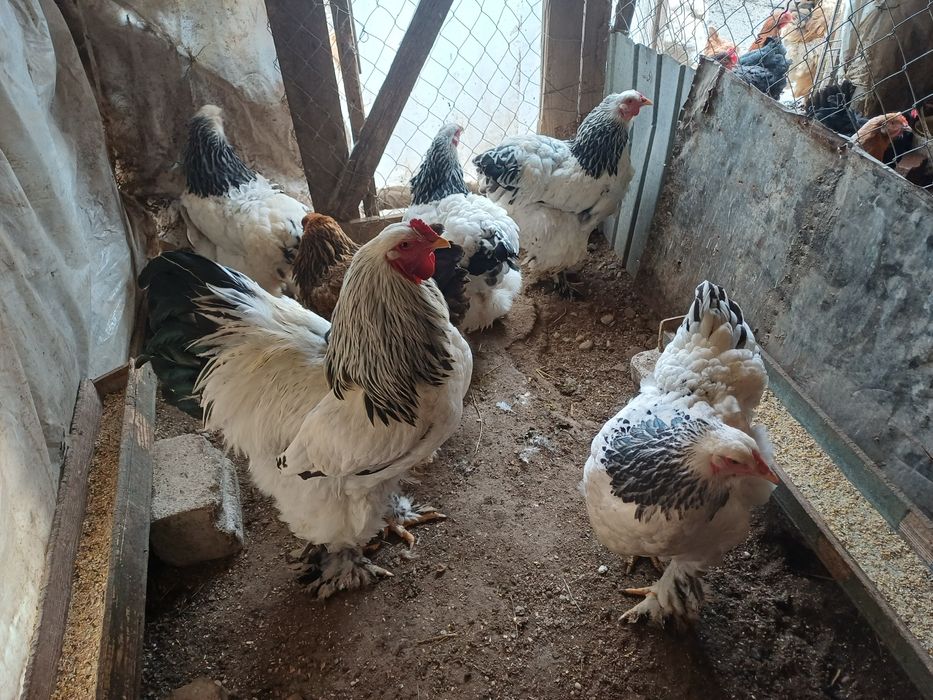 Vand familie de brahma.