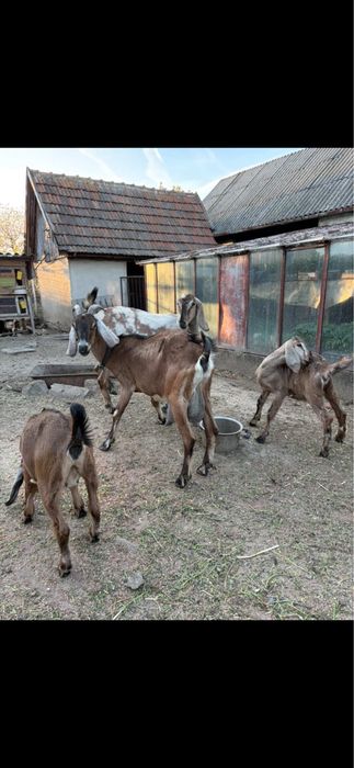 Disponibil capre anglo nubiene
