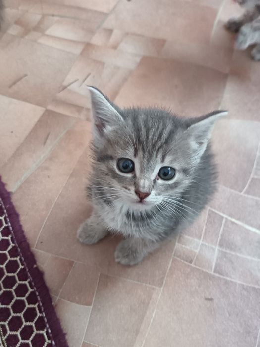 Отдам котят в добрые руки