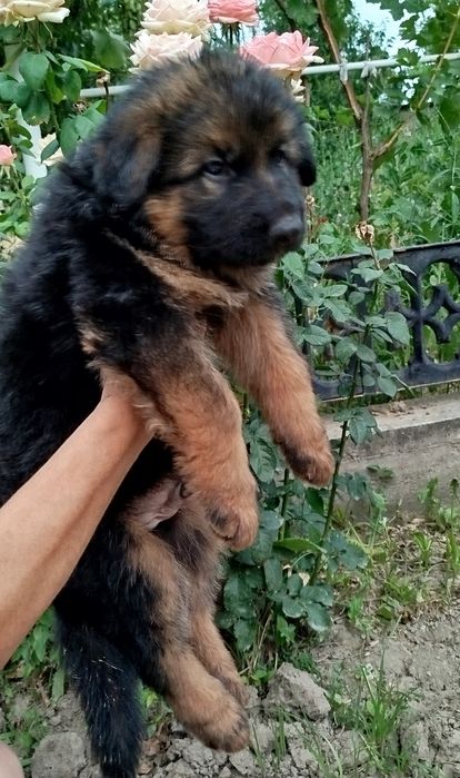 Щенки немецкой овчарки