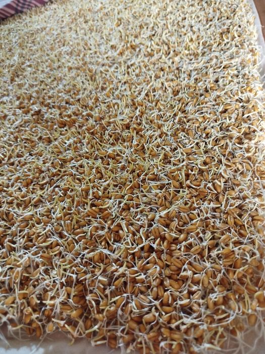 Bugdoy sotiladi srochno