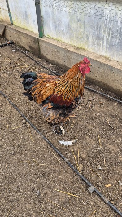 Cocoș brahma portelan