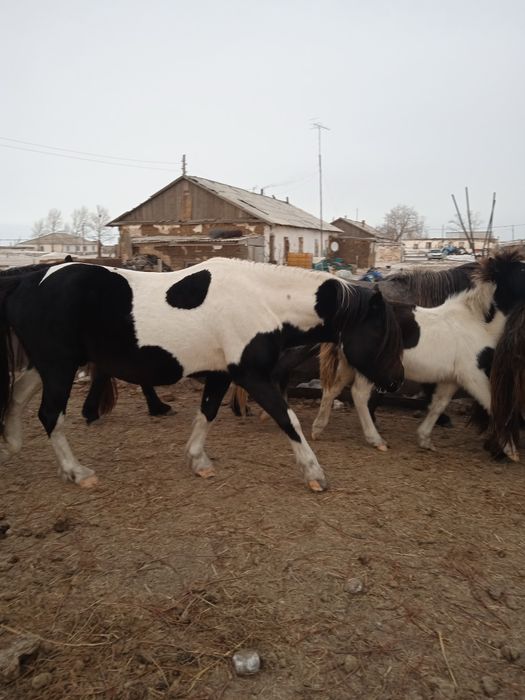 Продам жеребцов.