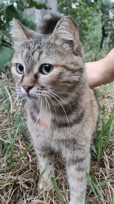 Кошка, стерилизованая, ласковая