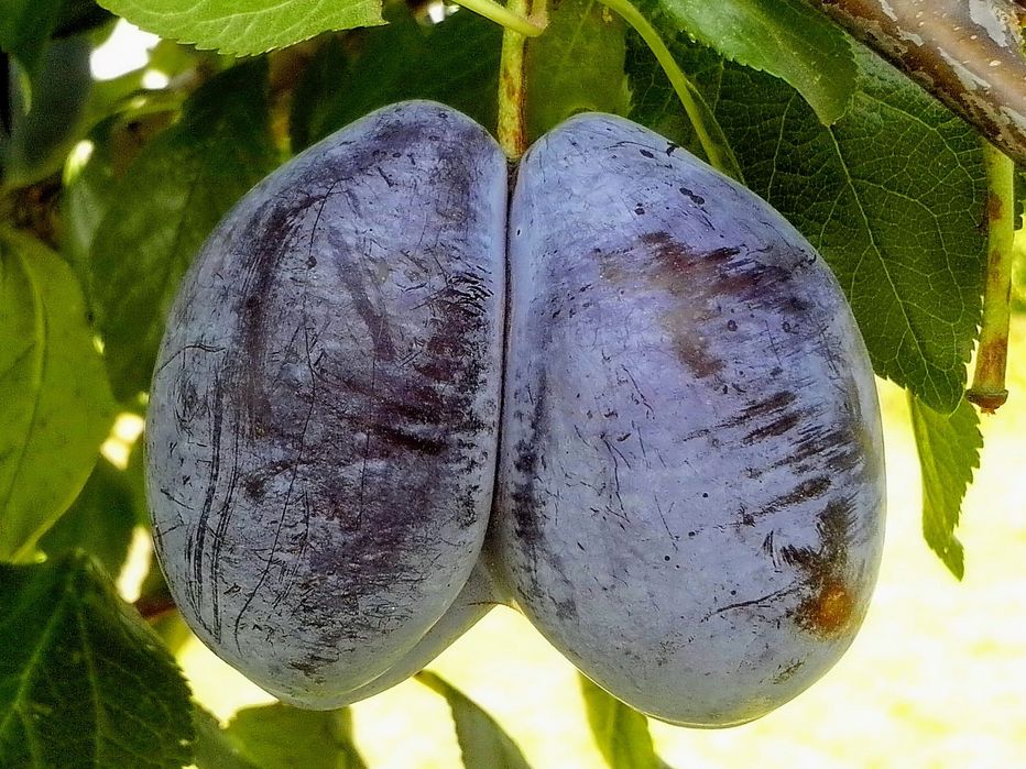 Prune bio pentru țuică