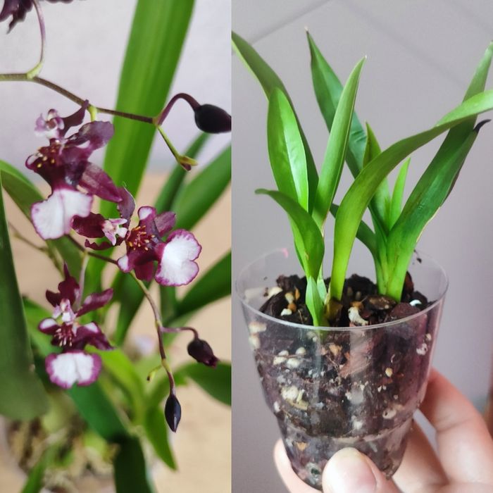 Орхидея phal. Leco Fantastic, Caribbean Dream, Anke, онцидиум