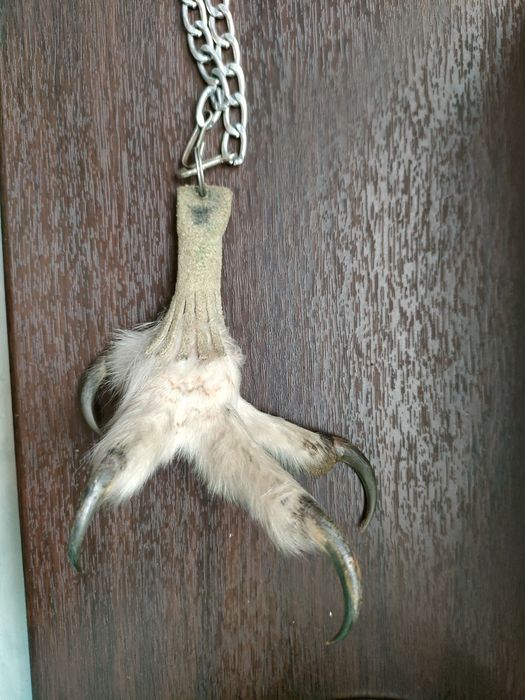 Продам лапу Совы