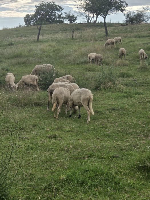 Oi si miei de tinut sau de taiat