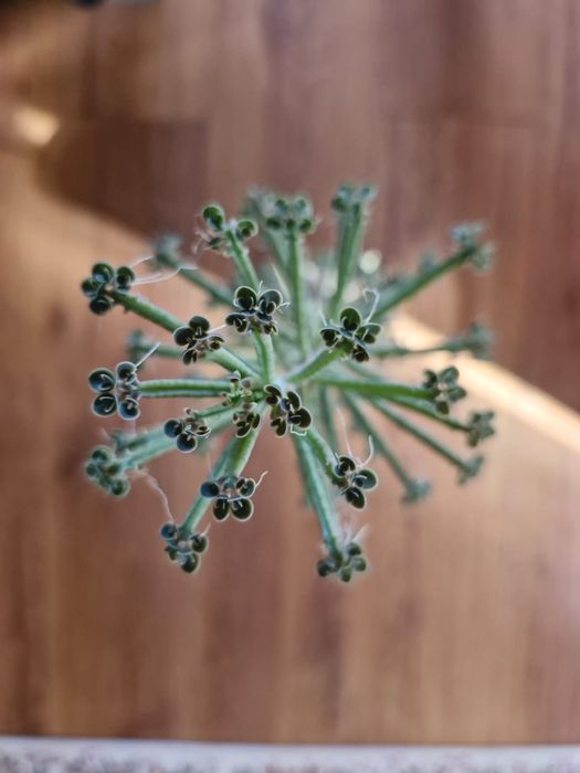 Каланхоэ трубчатый