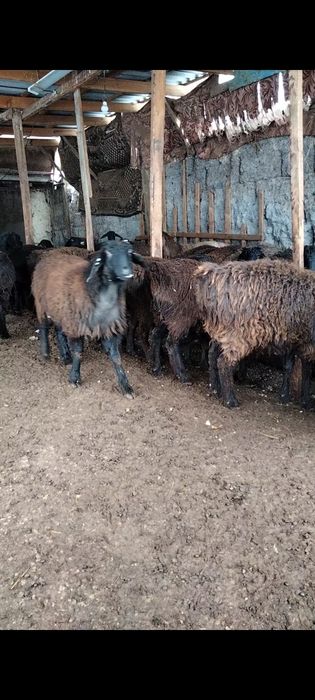 Семіз ұрғашы тоқтылар сатылады