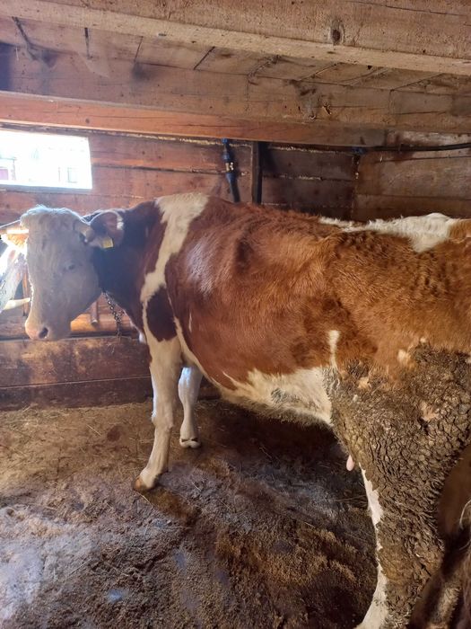 Vacă bălțată românească