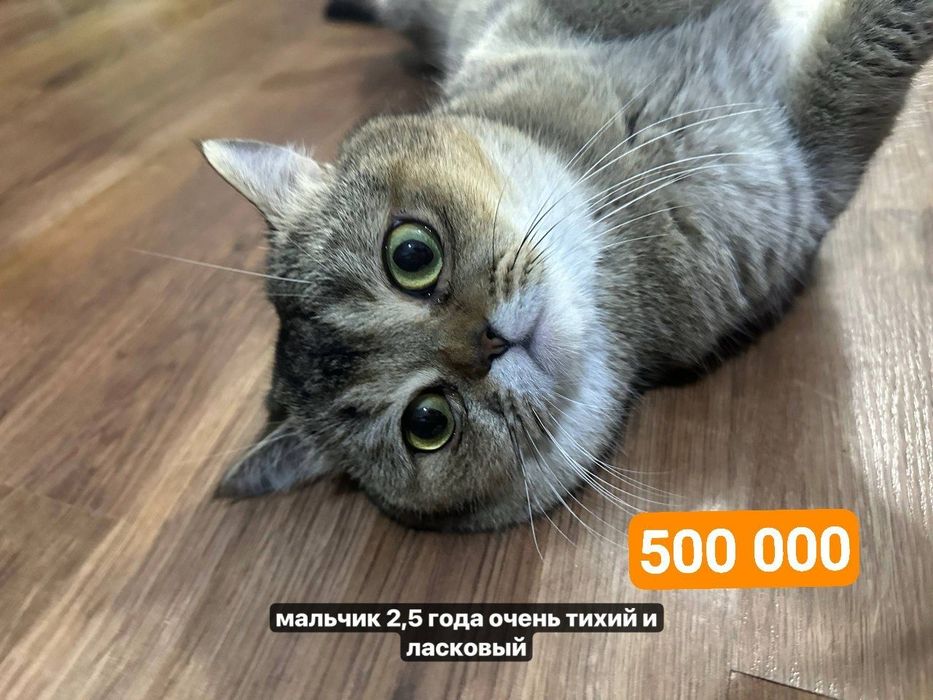 Котята британские шиншиллы