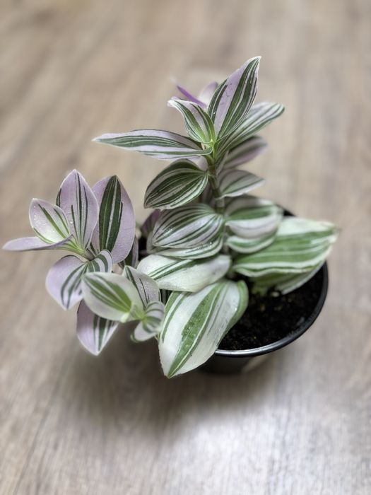 Традесканция Pink Hill