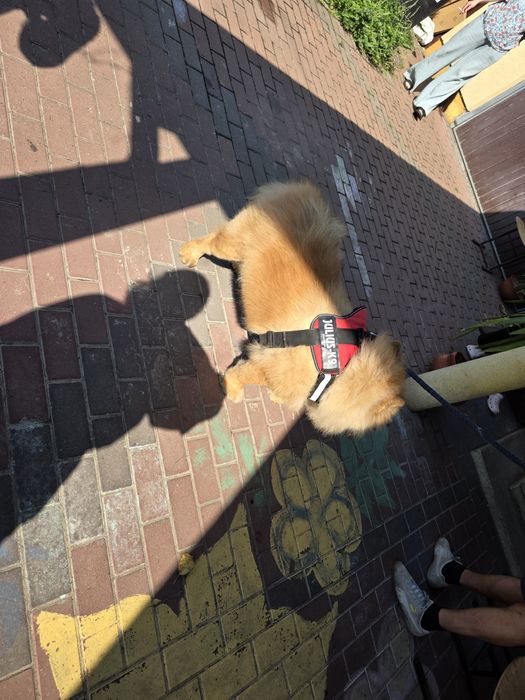 Chow Chow  3 luni